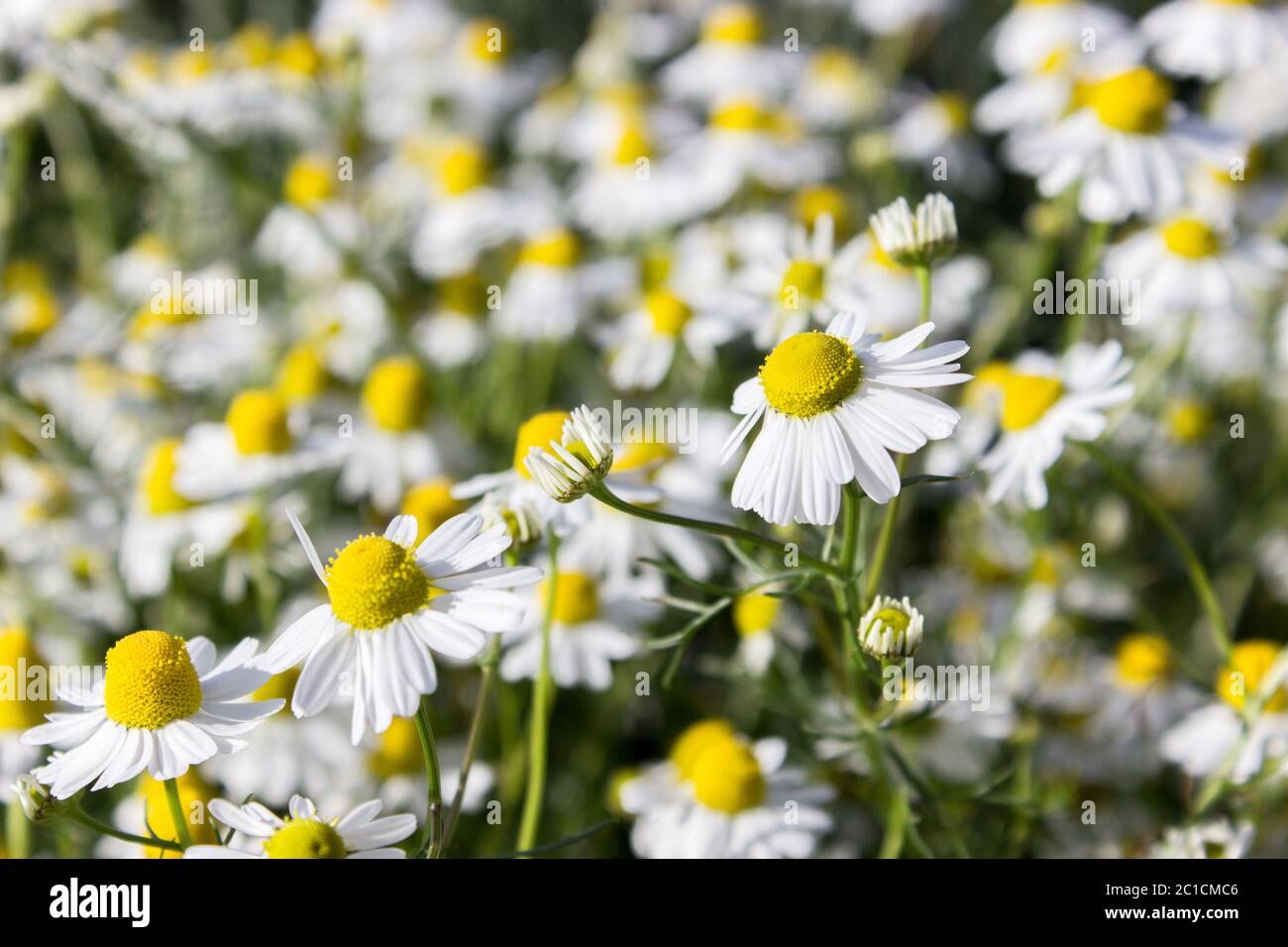 Molti fiori camomilla sul campo Foto Stock