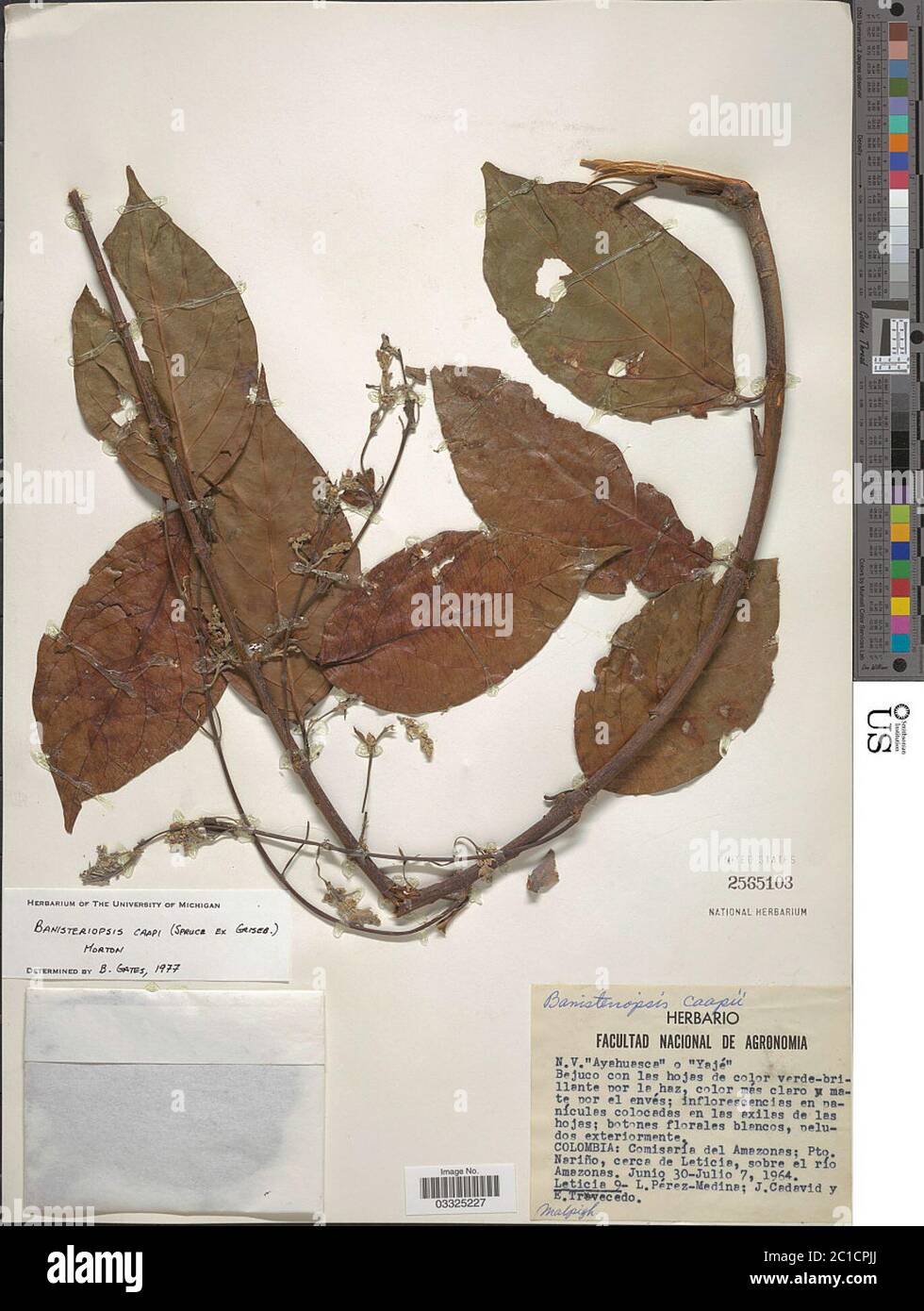 Banisteriopsis caapi Abete ex Grigib CV Morton Banisteriopsis caapi Abete ex Grigeb CV Morton. Foto Stock
