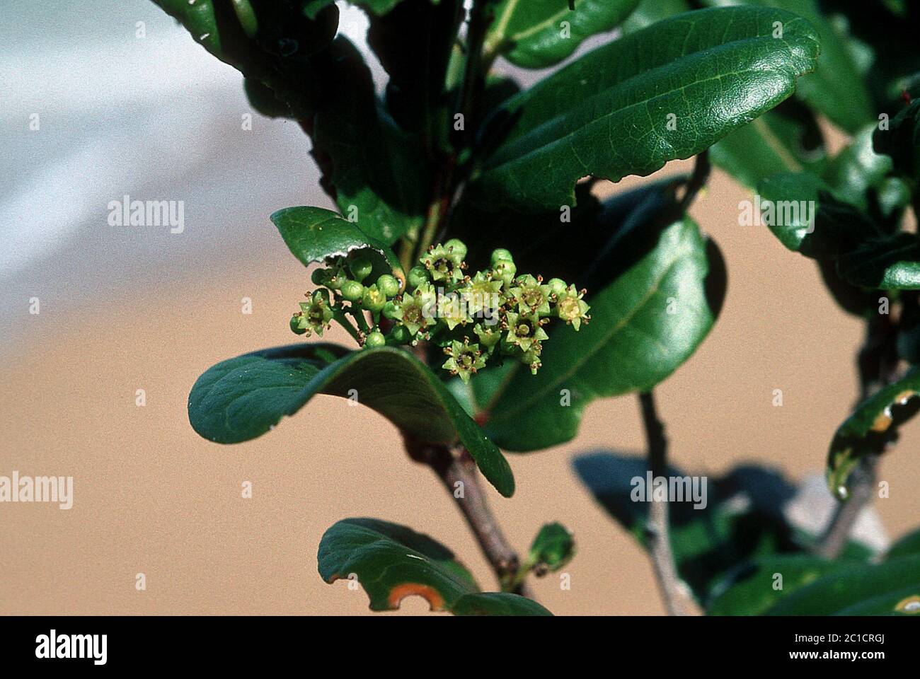 Ziziphus reticulata Vahl DC Ziziphus reticulata Vahl DC. Foto Stock