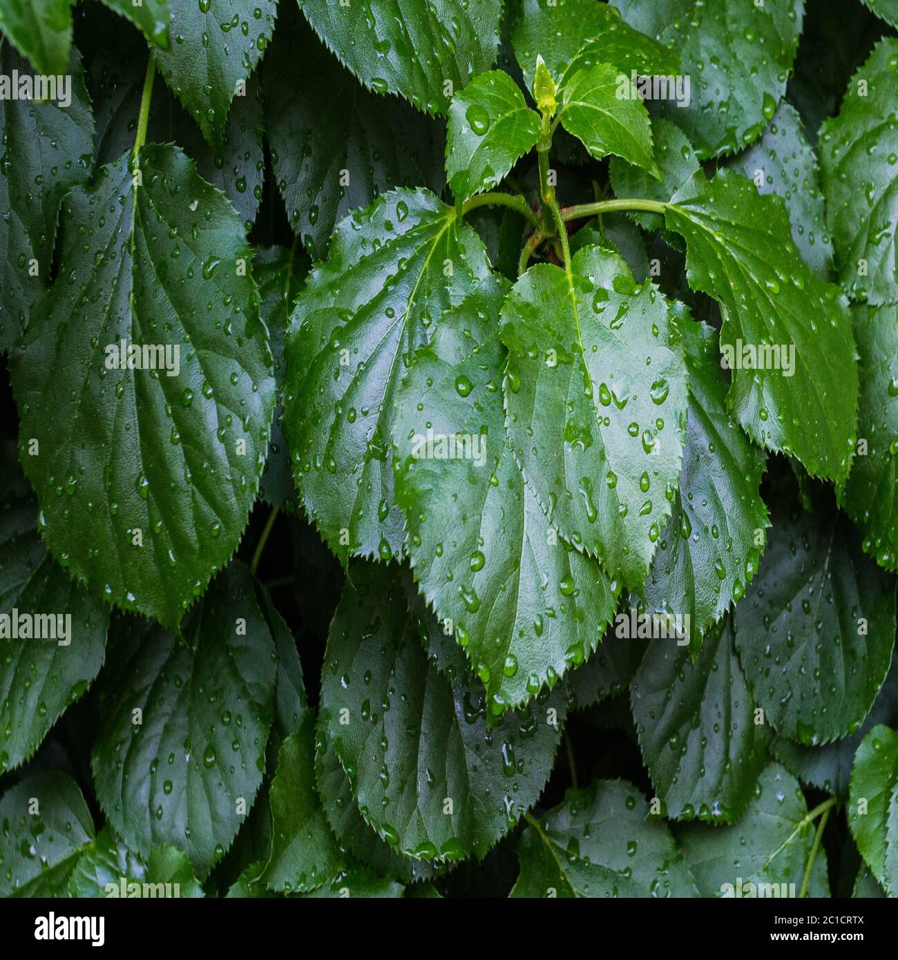 Goccia di rugiada di acqua sotto la luce diretta del sole sulla foglia closeup macro su sfondo verde. Primavera estate sfondo del modello di progettazione Foto Stock