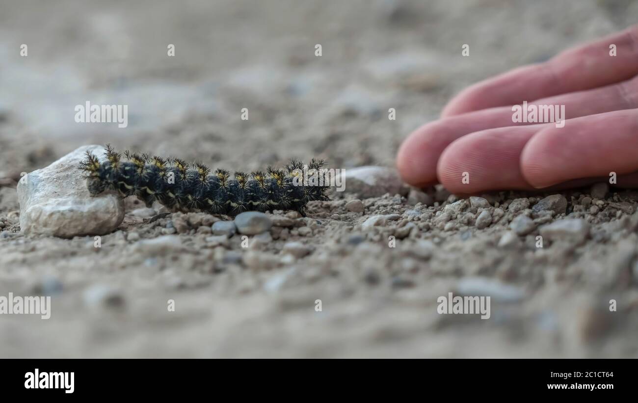 Panorama Frame primo piano di una persona e nero fuzzy caterpillar contro terra rocciosa Foto Stock