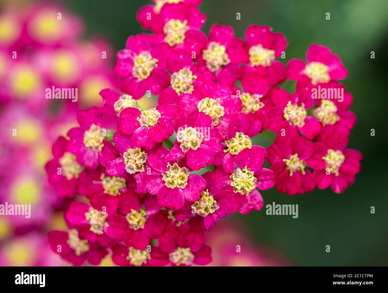 Achillea glaberrima rosso pianta perenne utilizzata nella progettazione paesaggistica Foto Stock