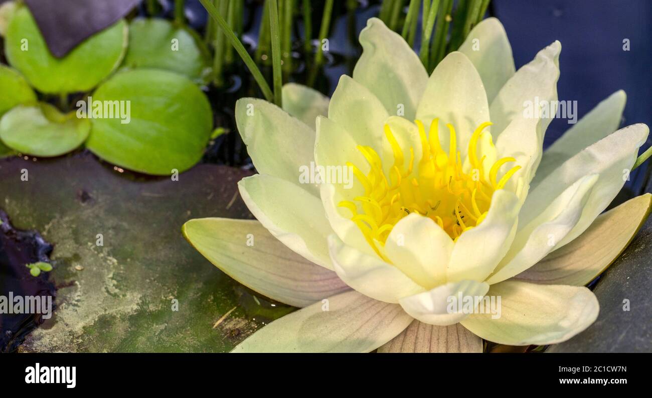 Nelumbo nucifera, conosciuto anche come loto indiano, loto sacro, fagiolo dell'India Foto Stock