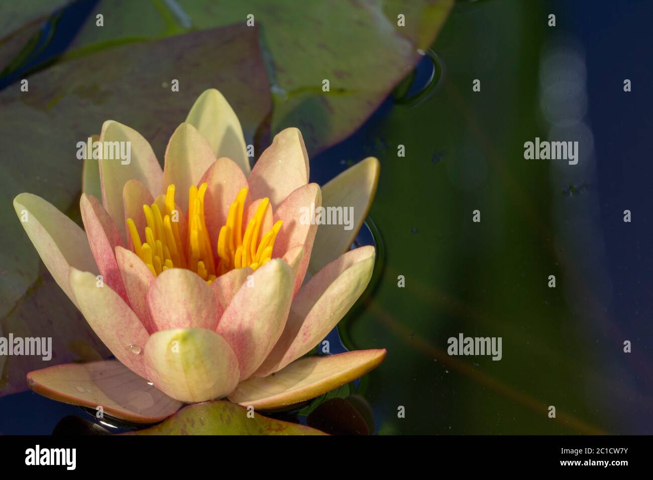 Nelumbo nucifera, conosciuto anche come loto indiano, loto sacro, fagiolo dell'India Foto Stock