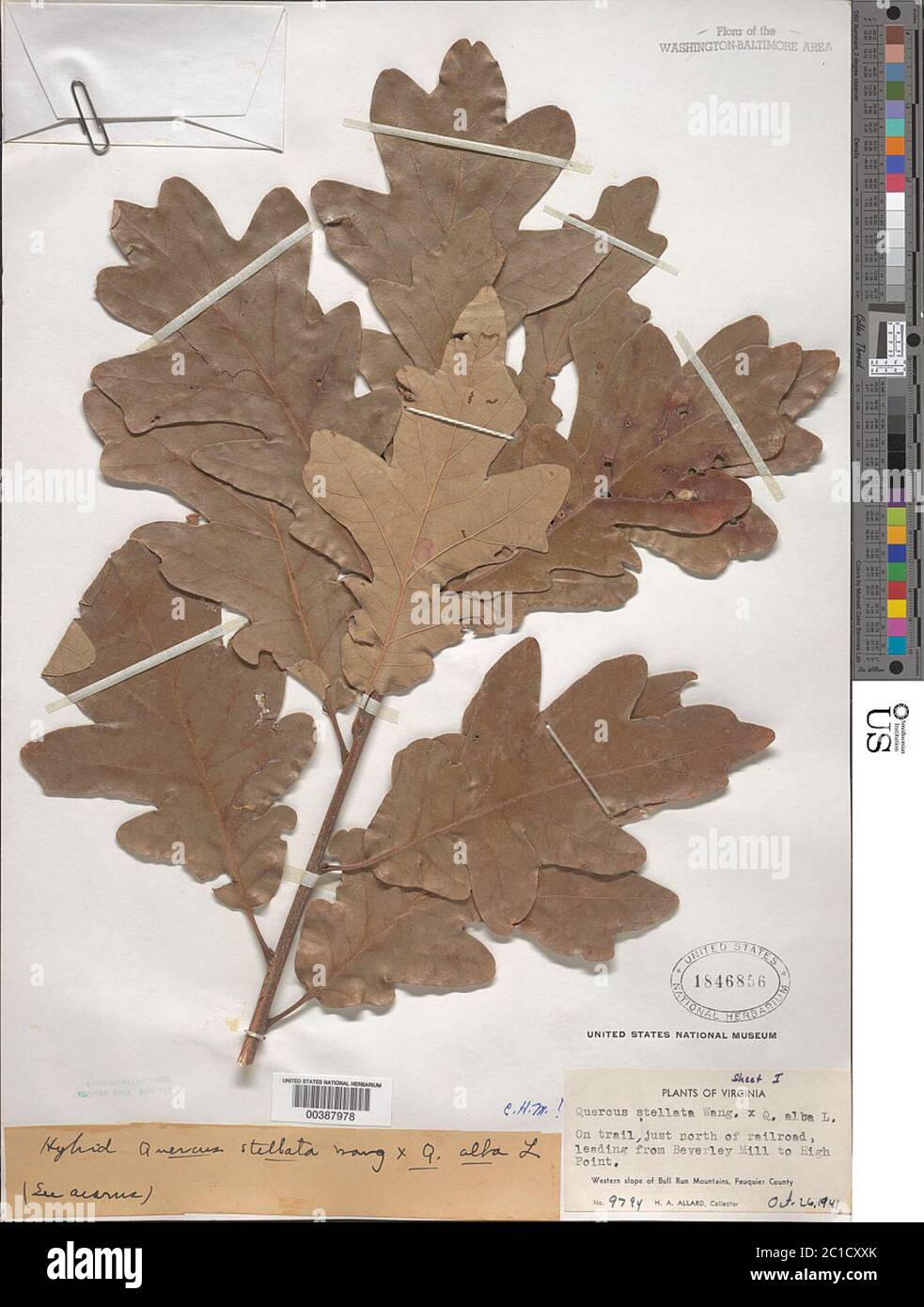 Quercus alba L x Q stellata Wangenh Quercus alba L x Q stellata Wangenh. Foto Stock