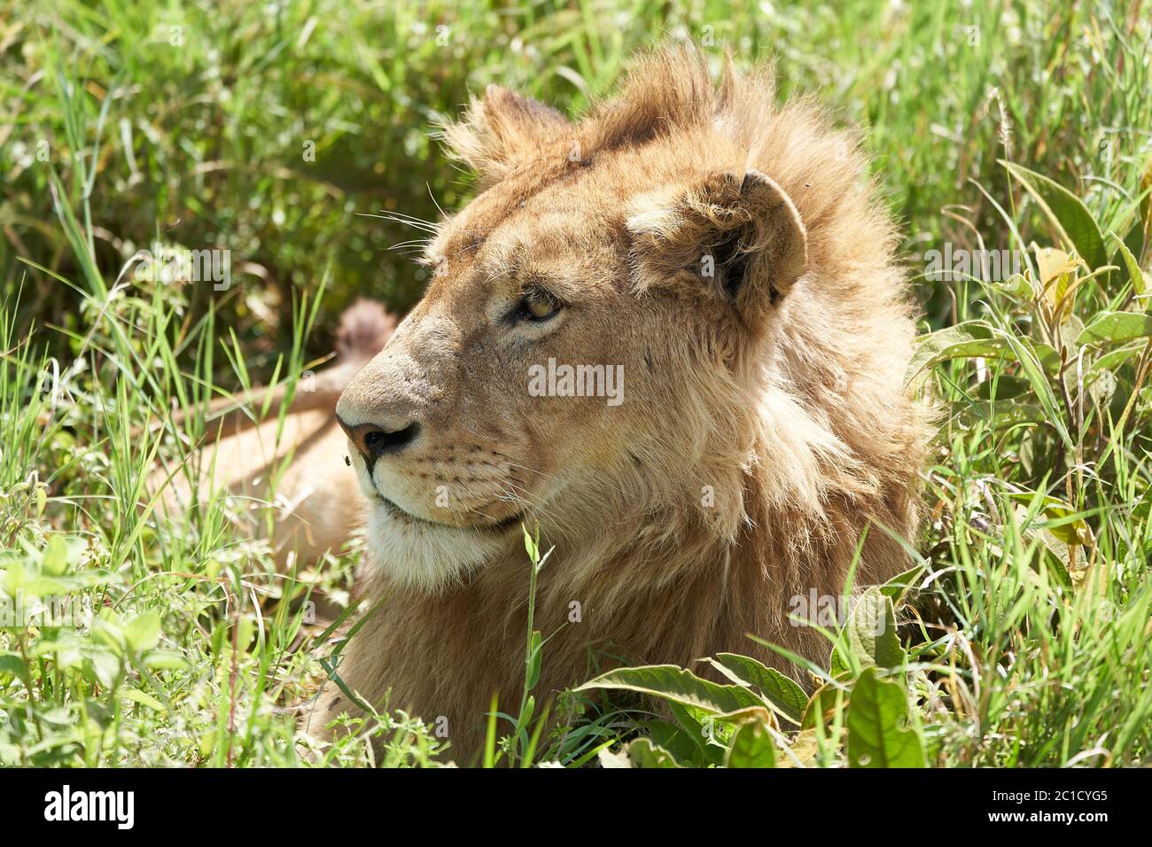 Un giovane Leone al sole del mattino del cratere di Ngorongoro Serengeti Foto Stock