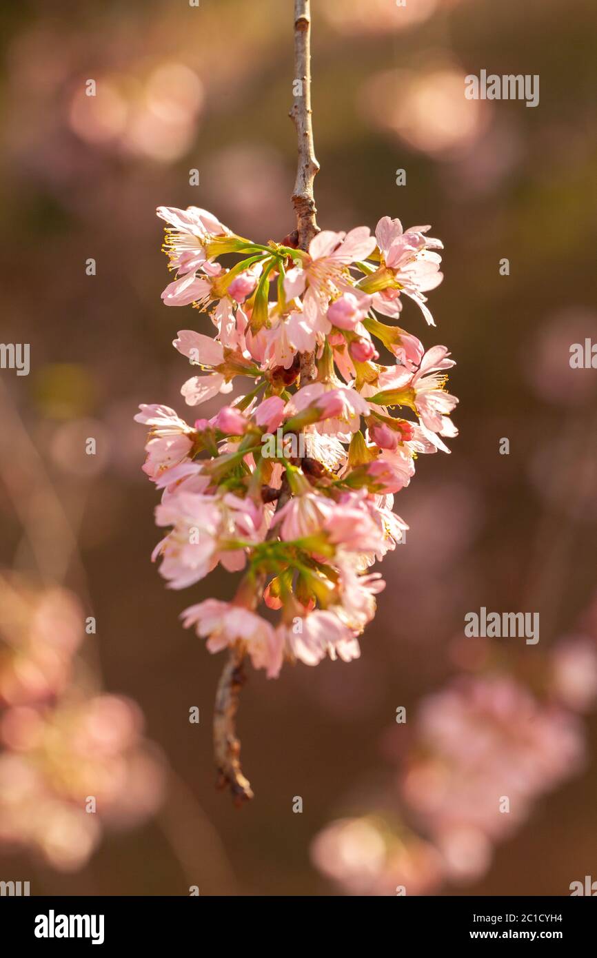 Fiore di ciliegio - fiore di Sakura - ciliegio giapponese, Prunus serrolata Foto Stock