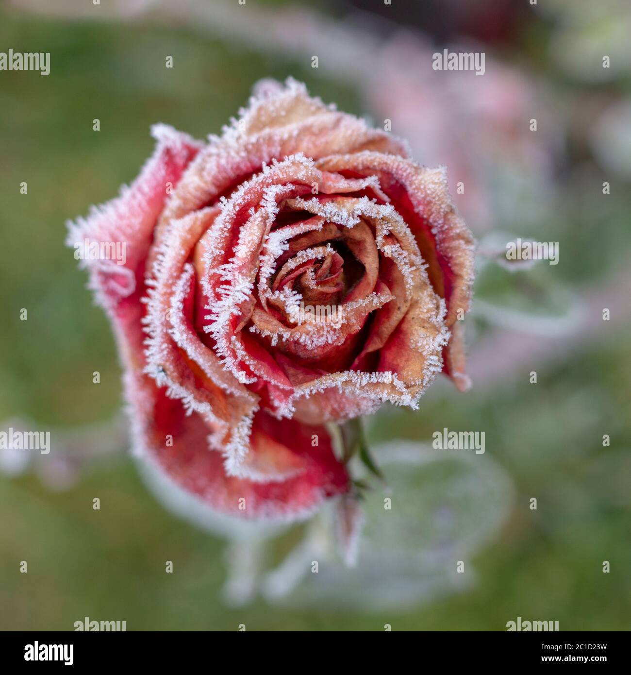 Inverno in giardino. Gelo di brina sui petali di una rosa rosa Foto stock -  Alamy