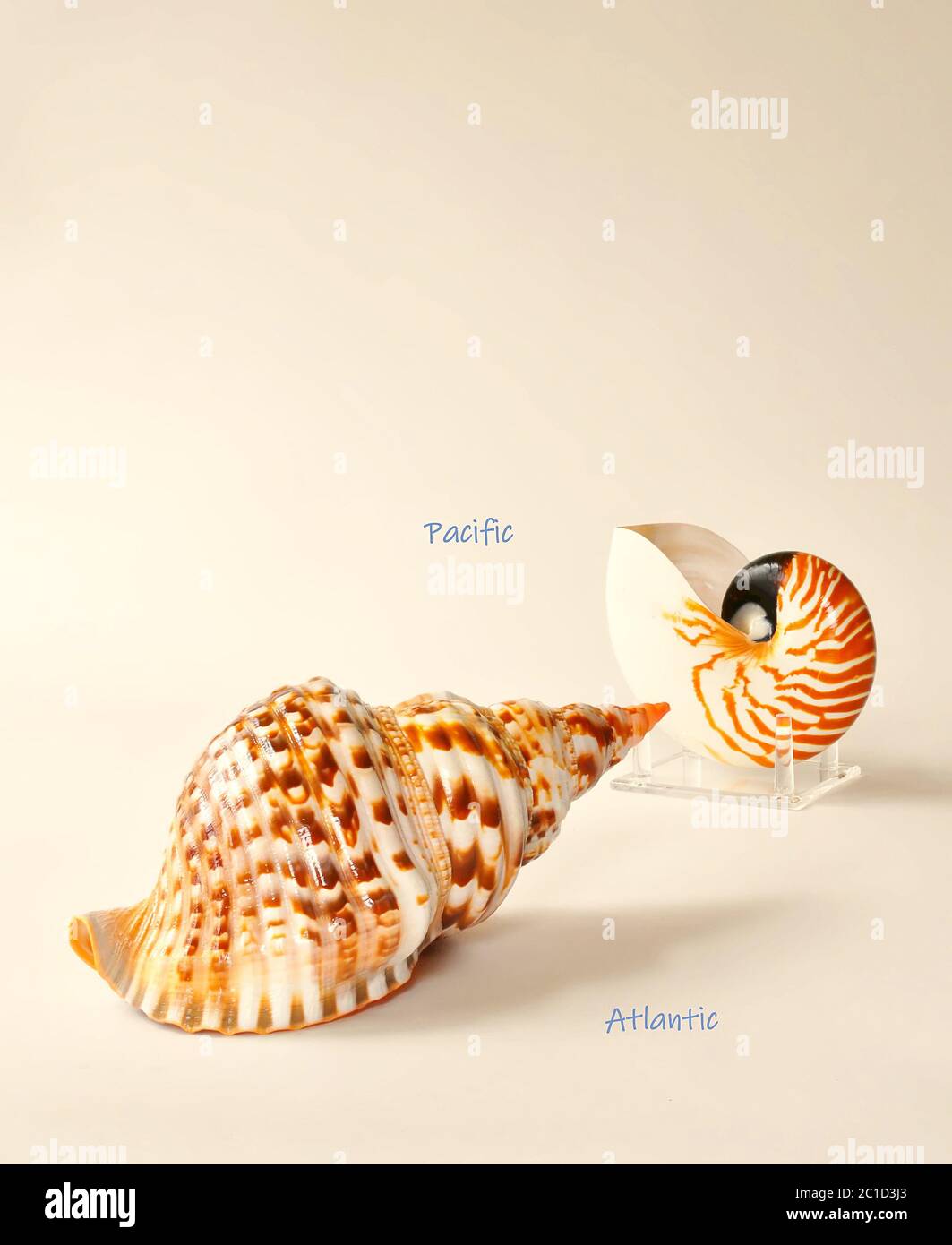Spiaggia Seashells da Atlantic e Pacific Chambered Nautilus Trumpet Triton Foto Stock