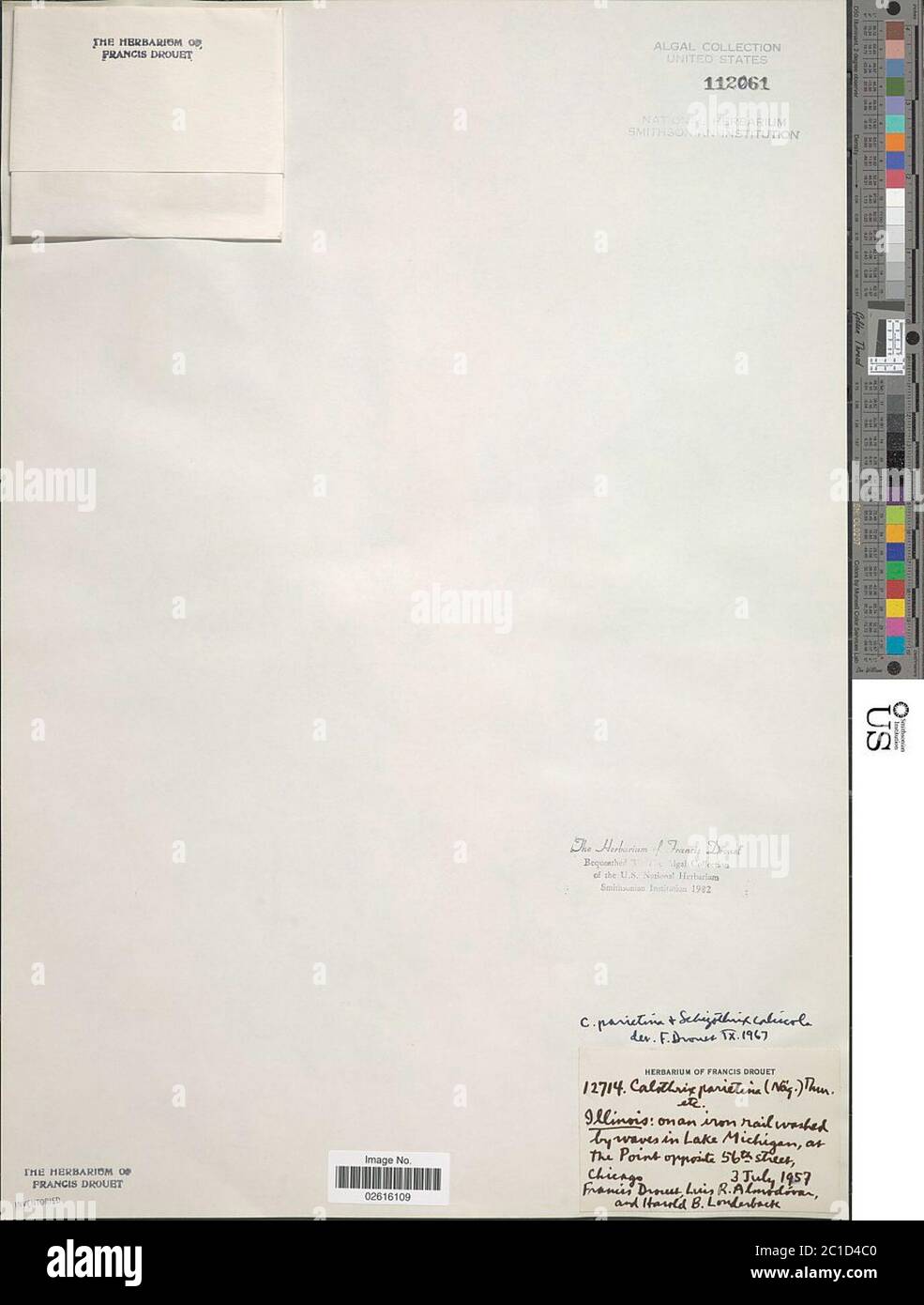 Calotrix parietina Calotrix parietina. Foto Stock