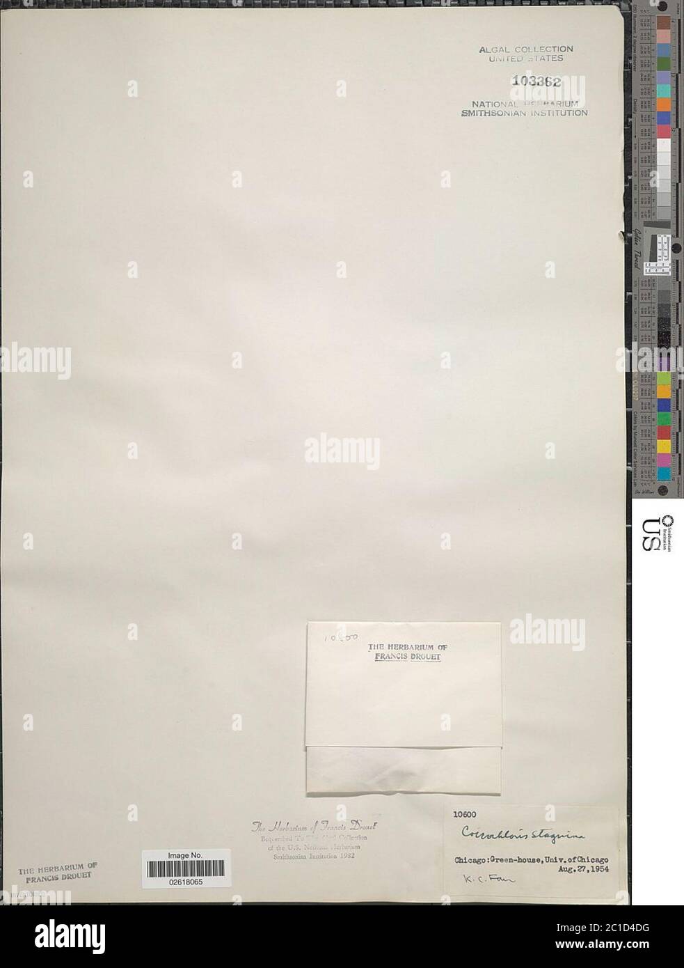 Coccloride stagnina coccloride stagnina. Foto Stock