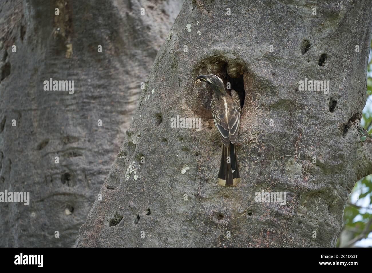 Fiordo grigio africano Lophoceros nasutus tropicale vicino uccelli passerini trovati nel Vecchio mondo. Africa. Ritratto con insetto di cibo Foto Stock