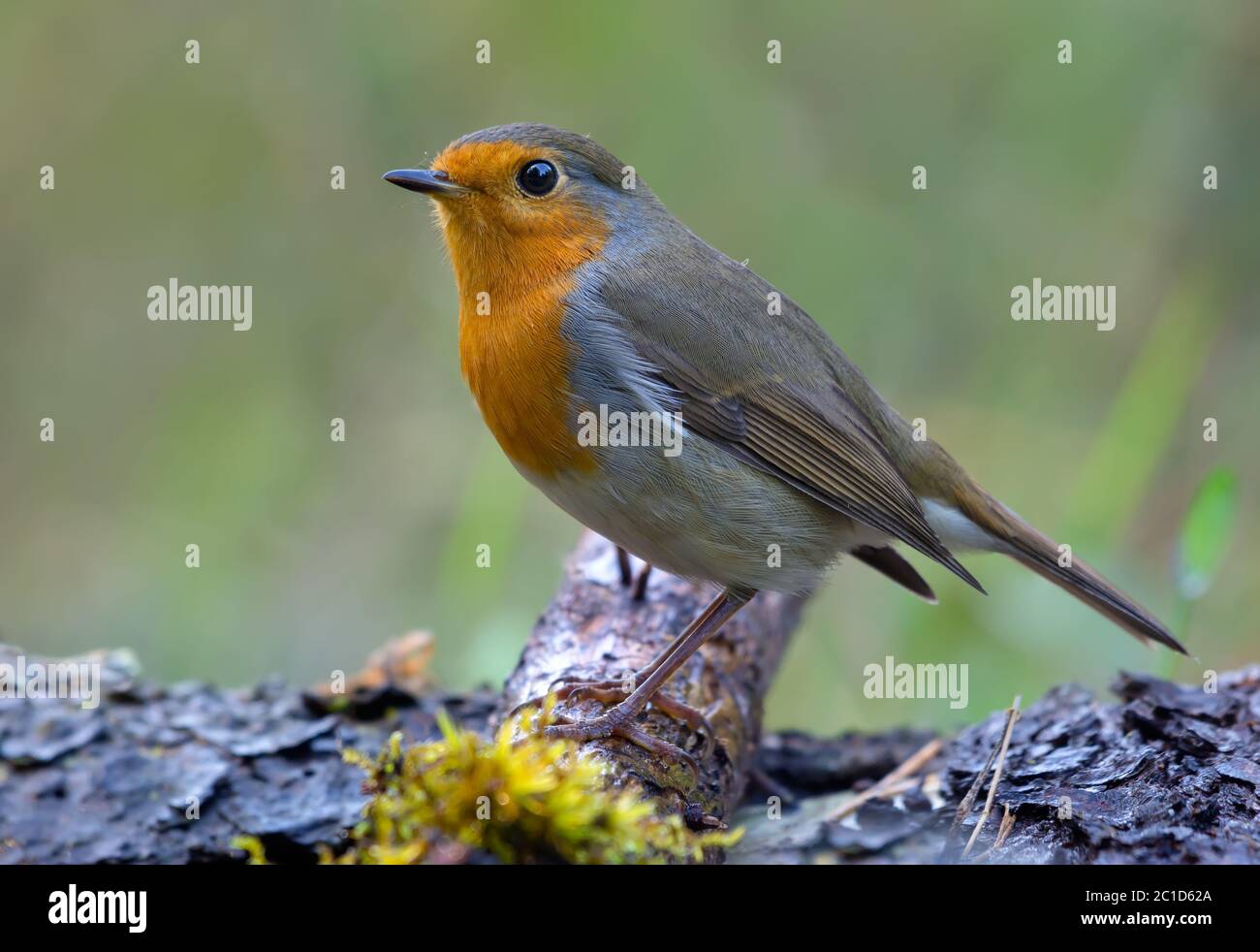 European Robin (erithacus rubbecula) che si posa su un ramo di albero coperto di muschio in foresta di crepacci Foto Stock