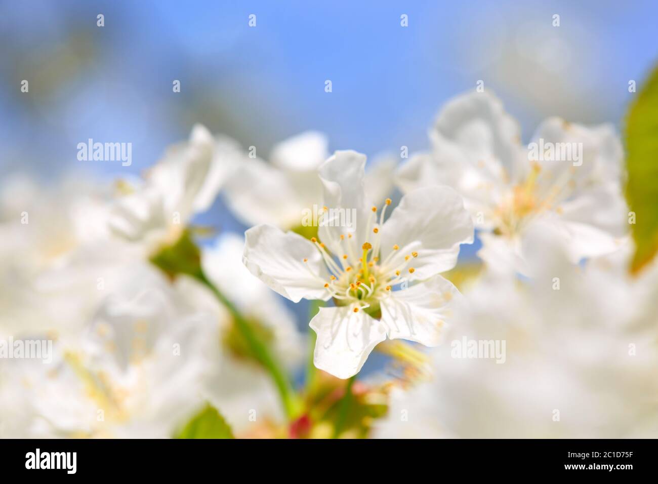 Primo piano su fiori di ciliegio bianco. Foto Stock