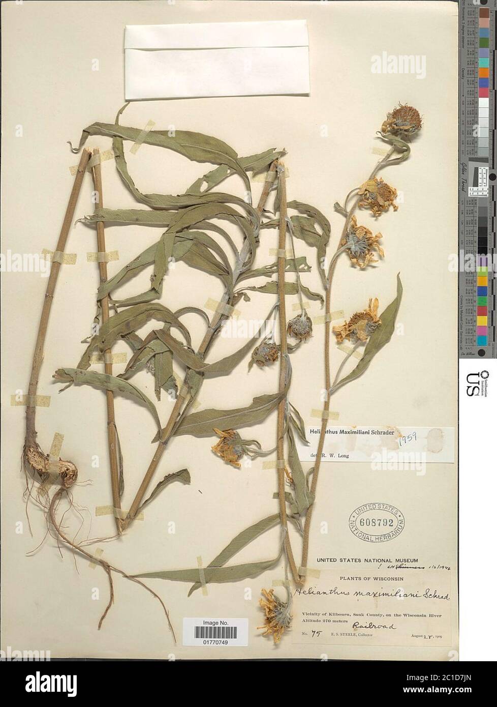 Helianthus maxiliani Schrad Helianthus maximiliani Schrad. Foto Stock