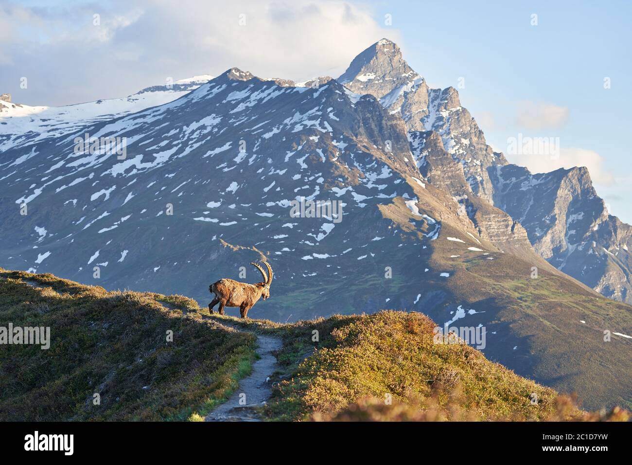 Capricorno Ibex Capra stambex montagna Alpi svizzere Foto Stock