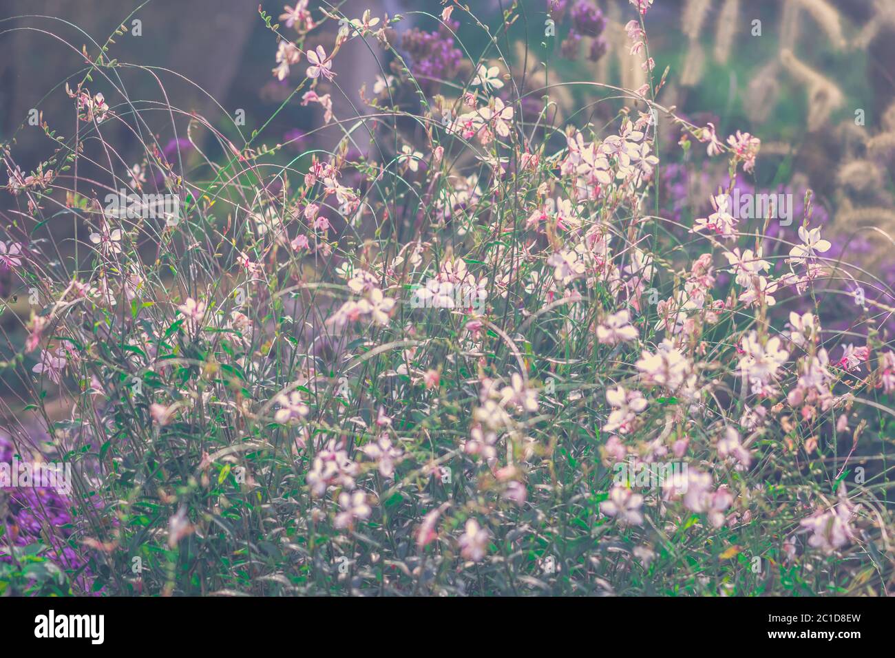 bianco gaura fiore sfondo astratto Foto Stock