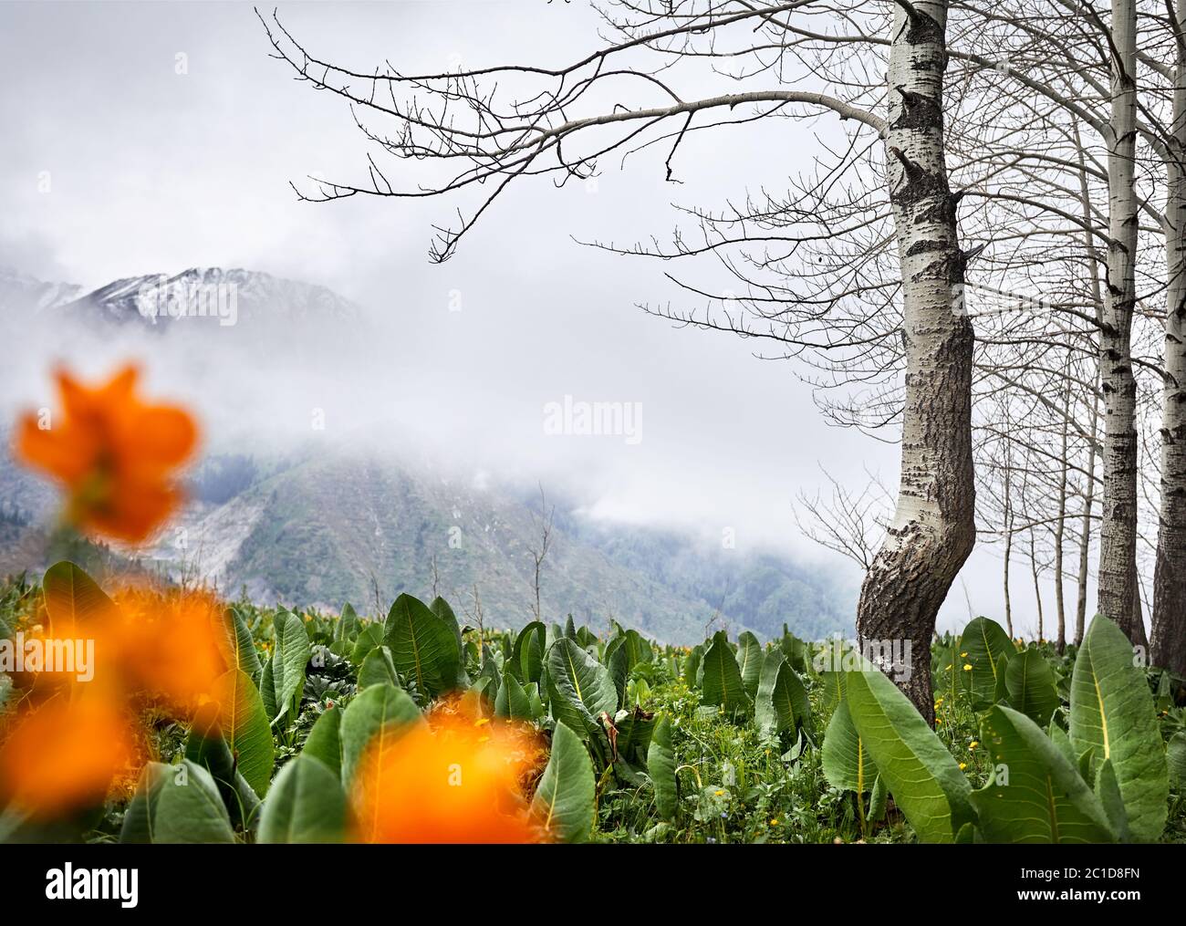 Splendido scenario della foresta primaverile contro le montagne foggose con neve. Concetto di outdoor e di escursionismo Foto Stock