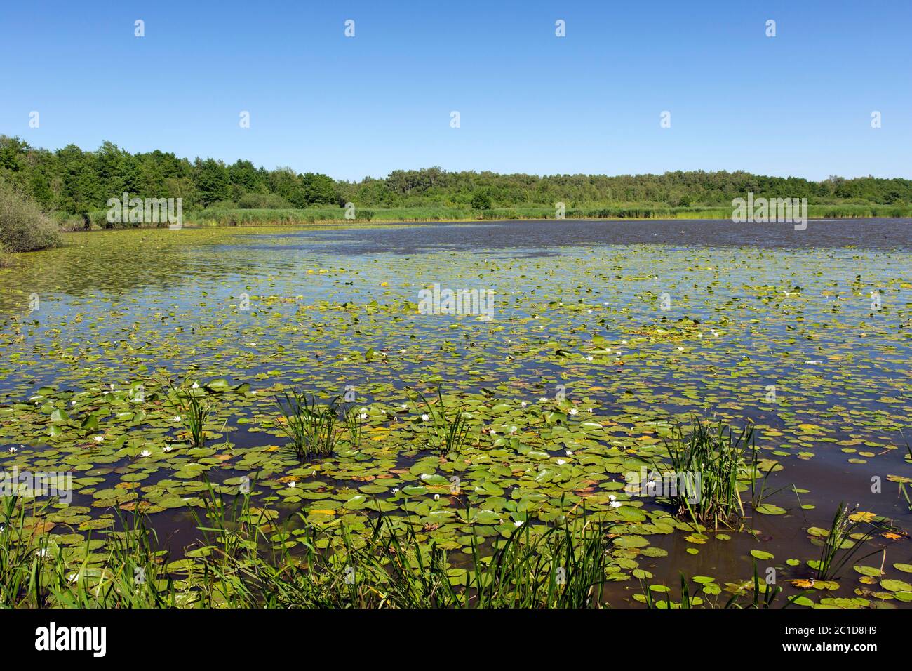 Steinhuder Meer / Lago Steinhude nel Hannoversche Moorgeest / Hanoverian Moor Geest in estate, bassa Sassonia, Germania Foto Stock