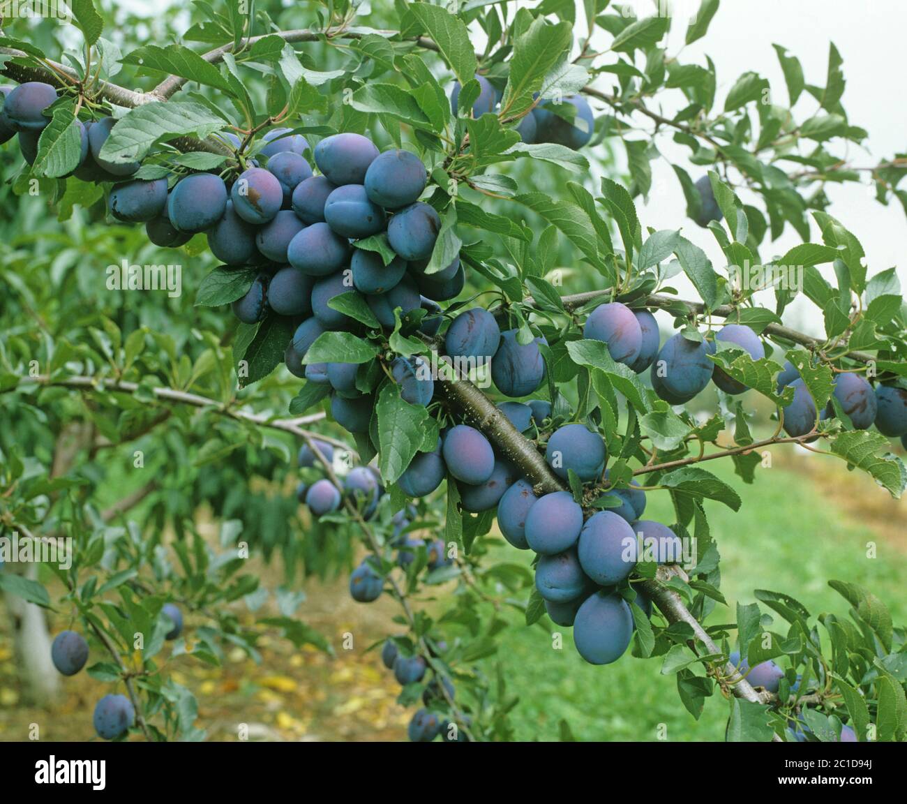 Deep Purple susine mature (Prunus domestica) sulla struttura ad albero nello Stato di New York, Stati Uniti d'America Foto Stock