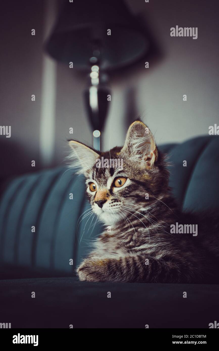 il gattino è molto bello. gattino grigio Foto Stock