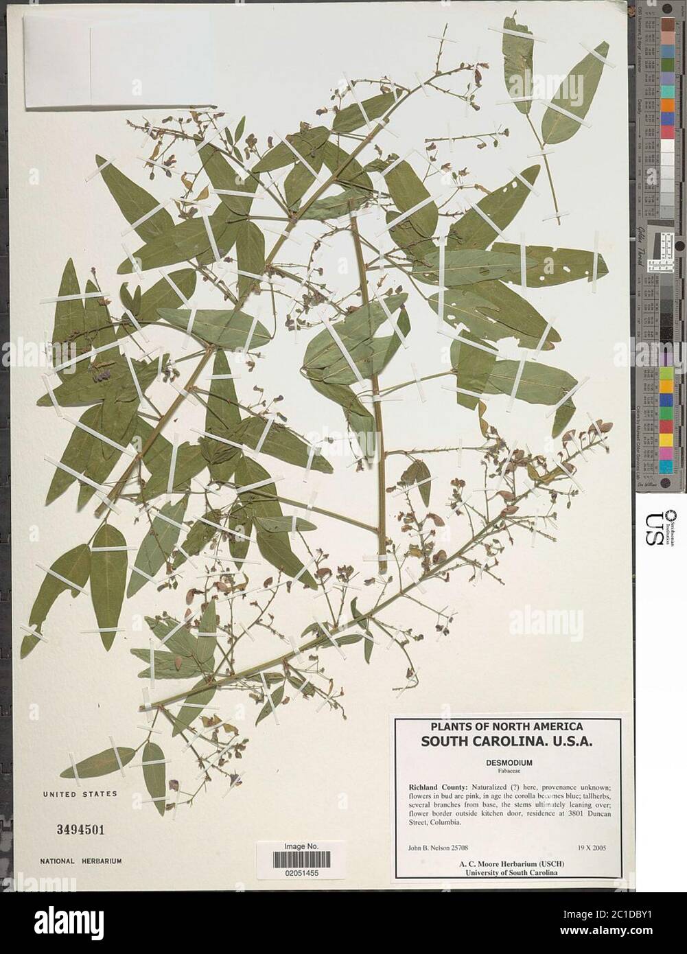 Desmodium sp. Desmodium sp. Foto Stock