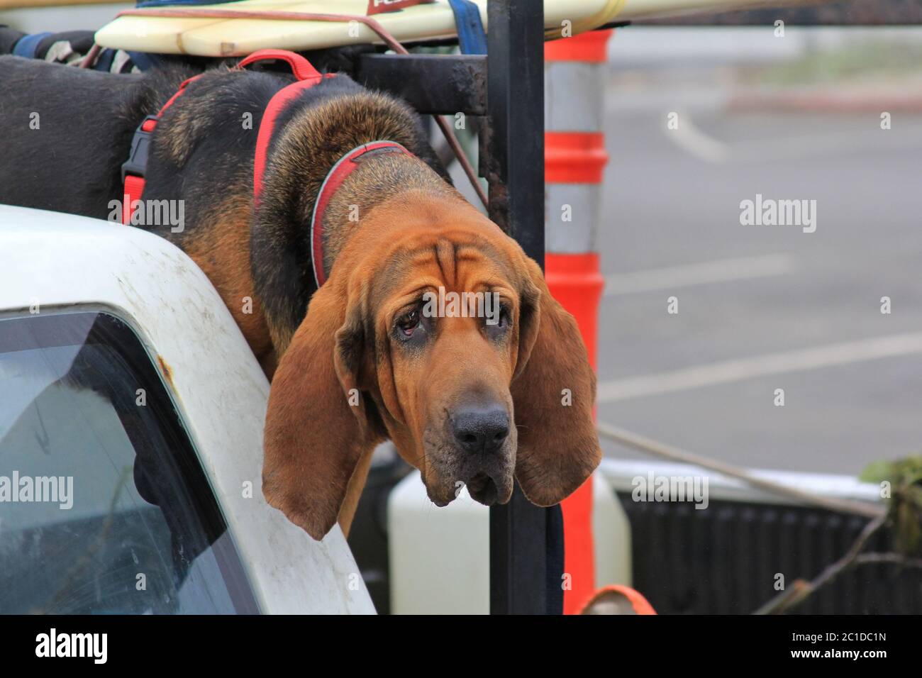 Rosso Bloodhound cane in auto Foto Stock