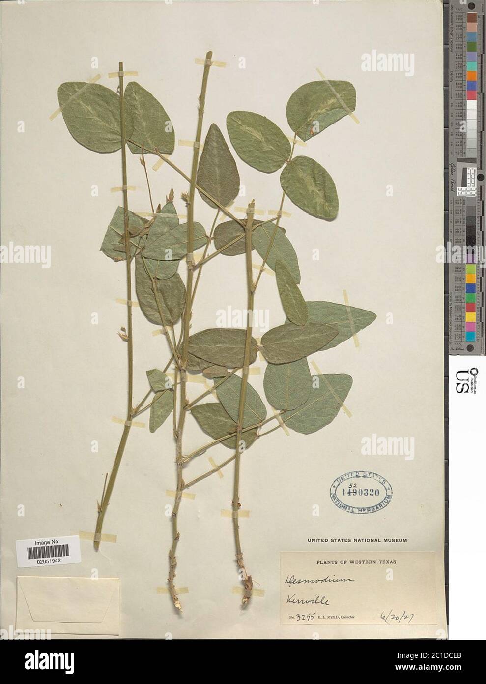 Desmodium sp. Desmodium sp. Foto Stock