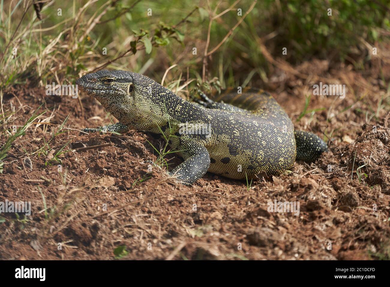 Nile monitor Varanus niloticus grande membro della famiglia di monitor Varanidae Foto Stock