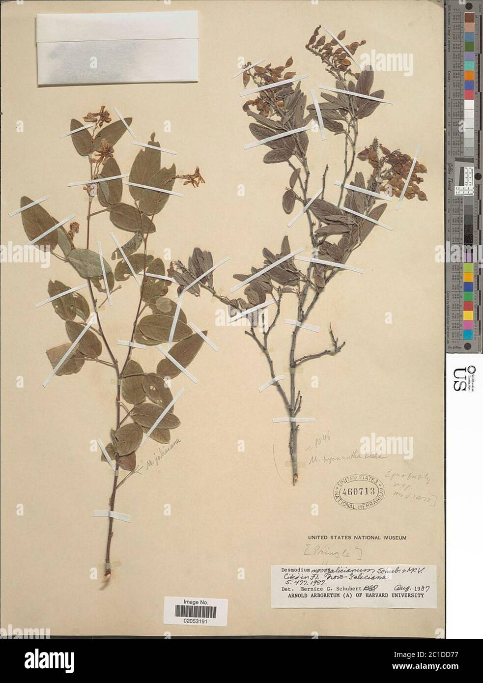 Desmodium sp. Desmodium sp. Foto Stock