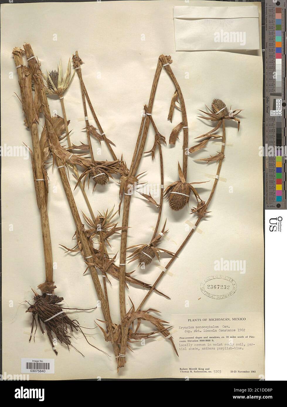 Eryngium monocephalum Cavallino Monocephalum Cavallino. Foto Stock
