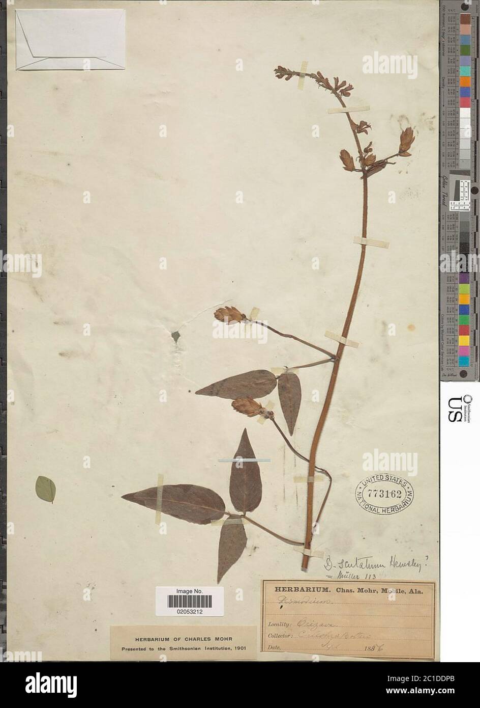 Desmodium sp. Desmodium sp. Foto Stock