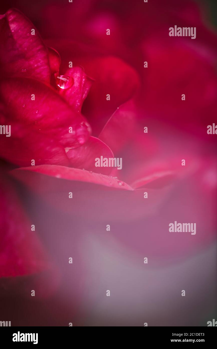 sognante fotografia di una rosa con gocce d'acqua Foto Stock