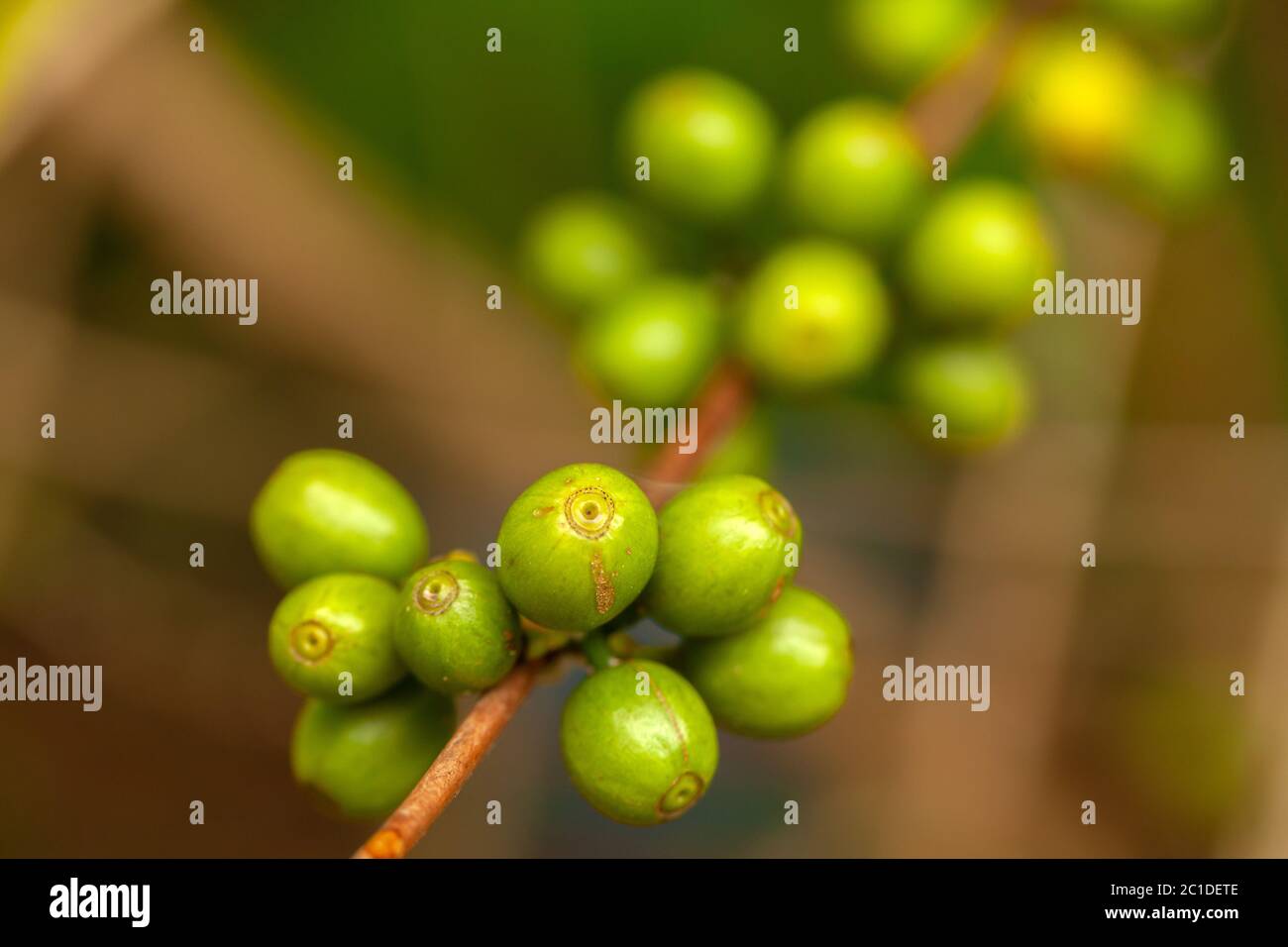 Caffè all'albero - caffè arabica Foto Stock