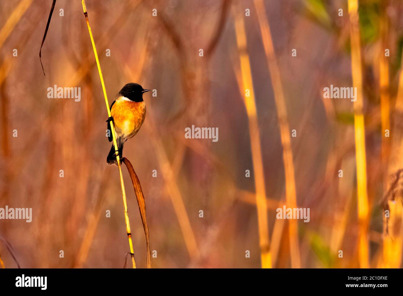 Catcher blu (Cyornis rubeculoides) nel Parco Nazionale Jim Corbett, India Foto Stock