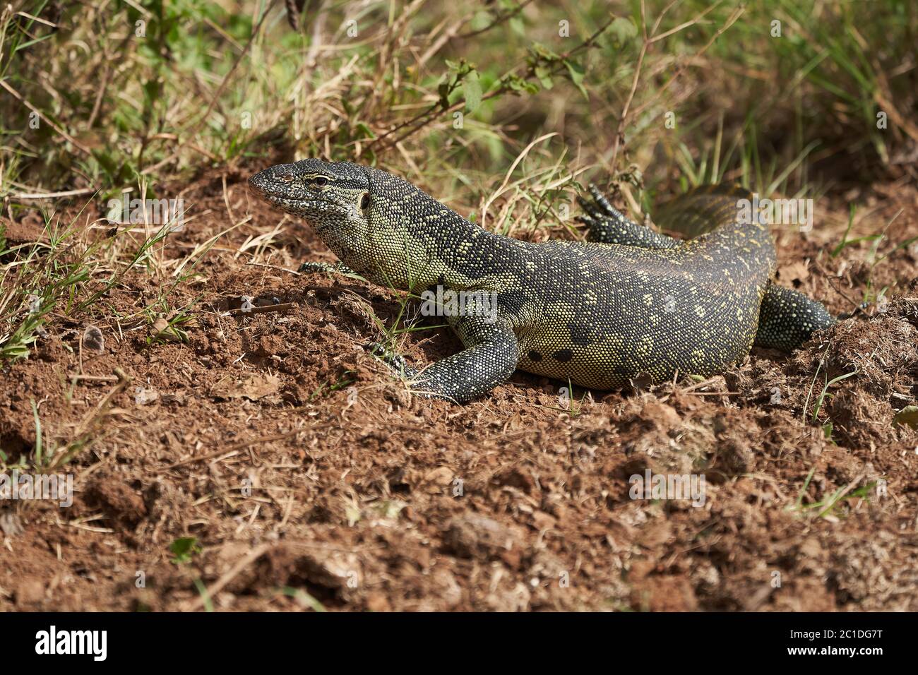 Nile monitor Varanus niloticus grande membro della famiglia di monitor Varanidae Foto Stock