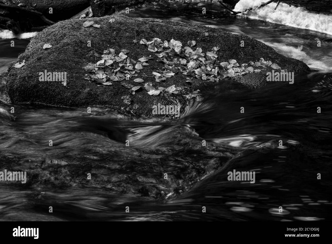 Foglie catturate su roccia mussosa in acqua fluviale Foto Stock