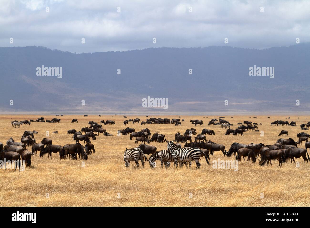 GNU nella savana dei Serengeti in Tanzania Foto Stock
