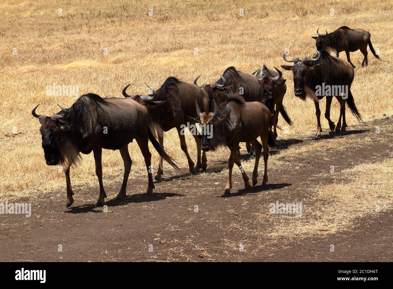 GNU nella savana dei Serengeti in Tanzania Foto Stock