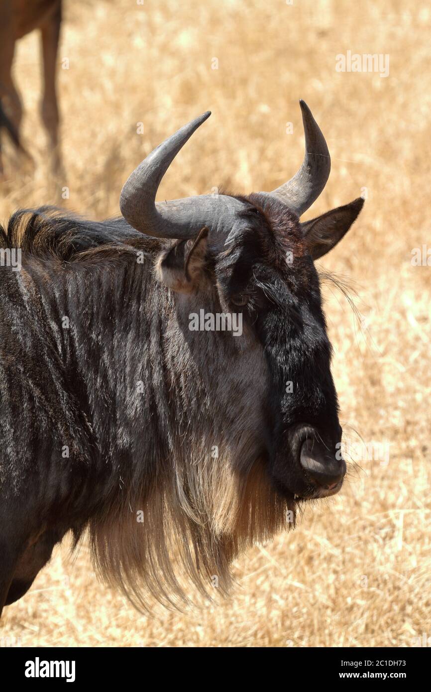 GNU nella savana dei Serengeti in Tanzania Foto Stock