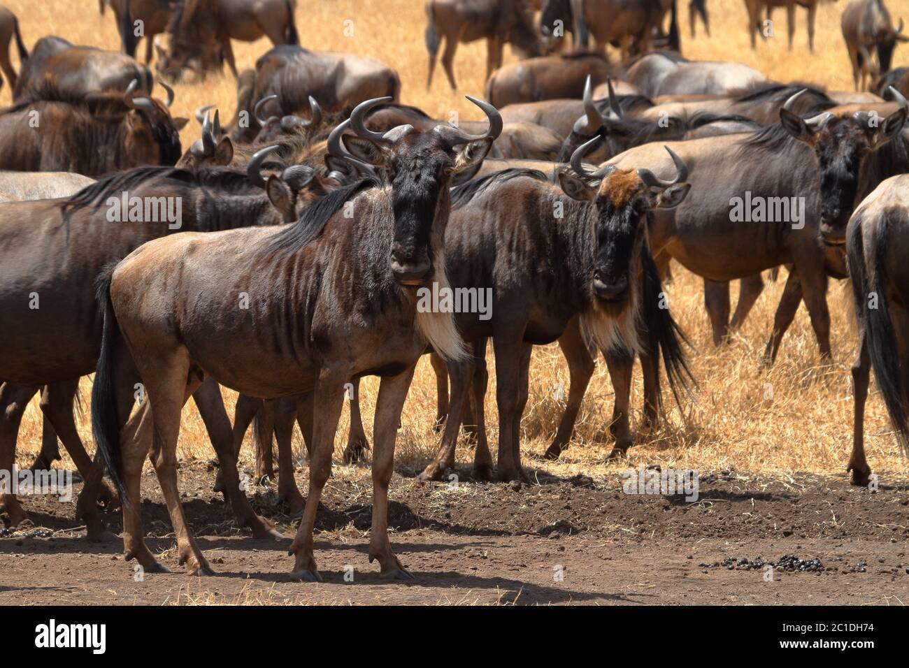 GNU nella savana dei Serengeti in Tanzania Foto Stock