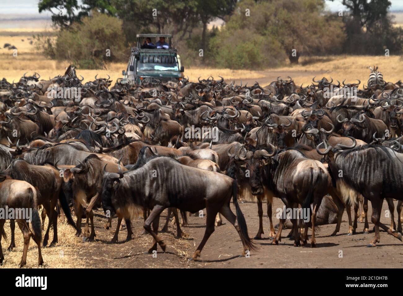 GNU nella savana dei Serengeti in Tanzania Foto Stock