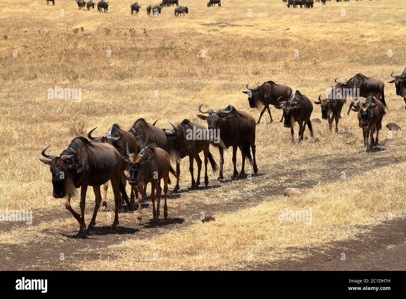 GNU nella savana dei Serengeti in Tanzania Foto Stock