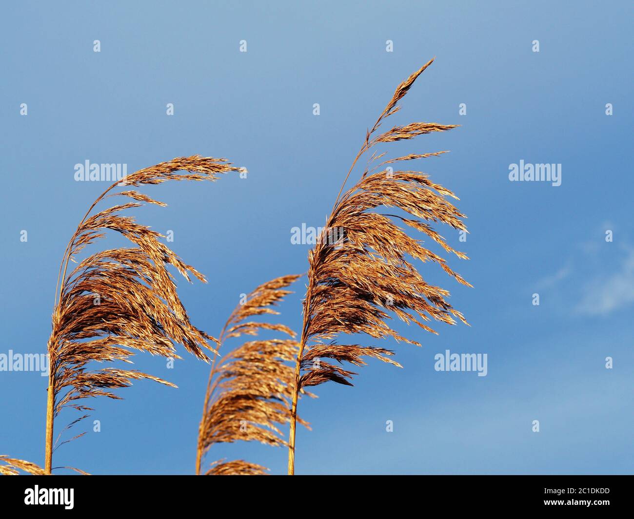 Teste di semi di canna dorate che soffiano nella brezza con un cielo blu Foto Stock