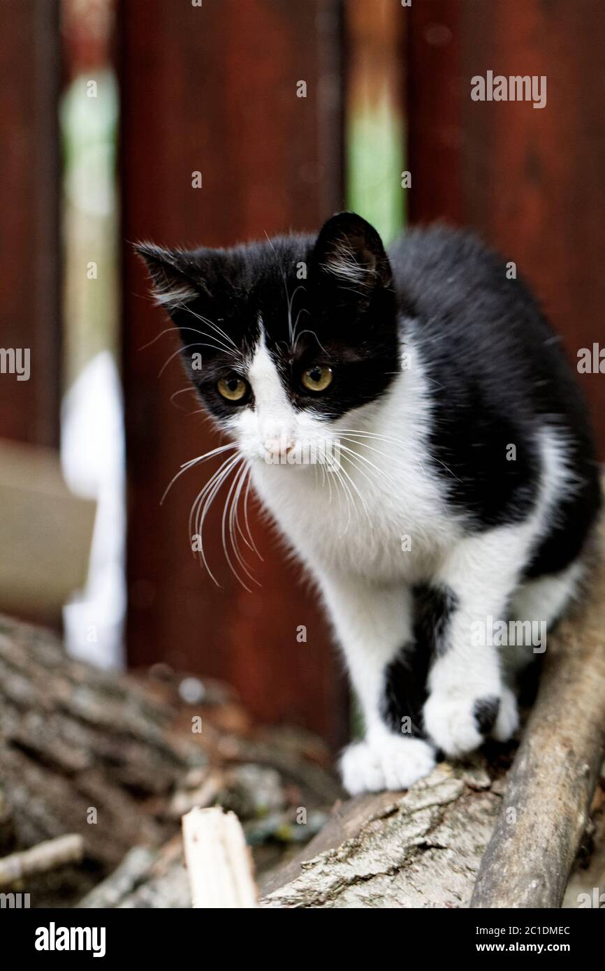 Gatto nero e wihte che cammina su un timbro Foto Stock