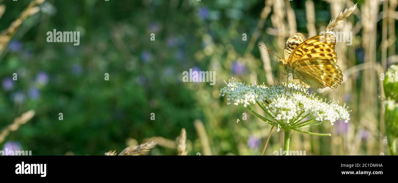 Farfalla su un fiore bianco prato Foto Stock