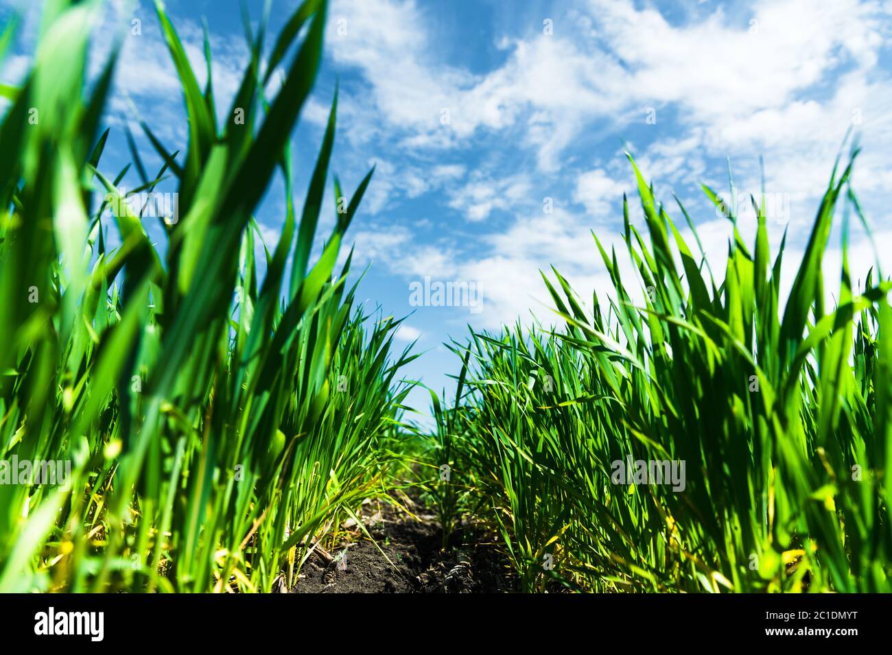 Primo piano di grano verde giovane sul campo. Angolo inferiore di coordinata. Fertile cielo nero e nuvole Foto Stock