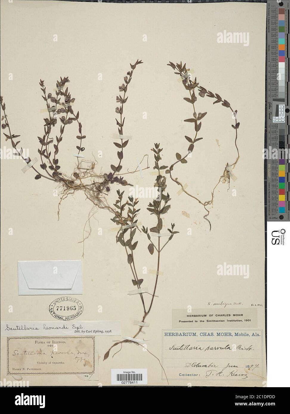 Scutellaria leonardii Epling Scutellaria leonardii Epling. Foto Stock