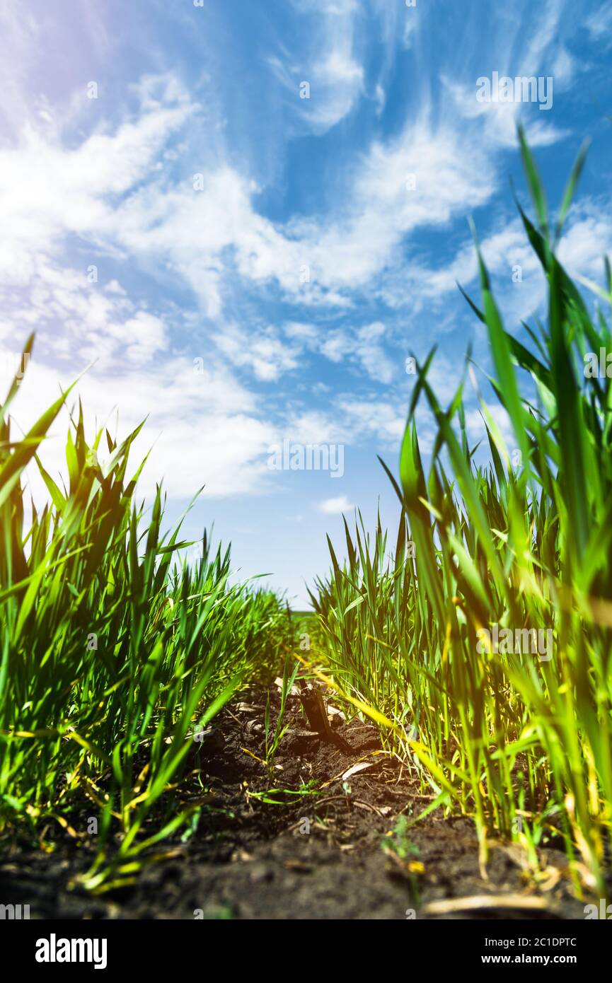 Primo piano di grano verde giovane sul campo. Angolo inferiore di coordinata. Fertile cielo nero e nuvole Foto Stock