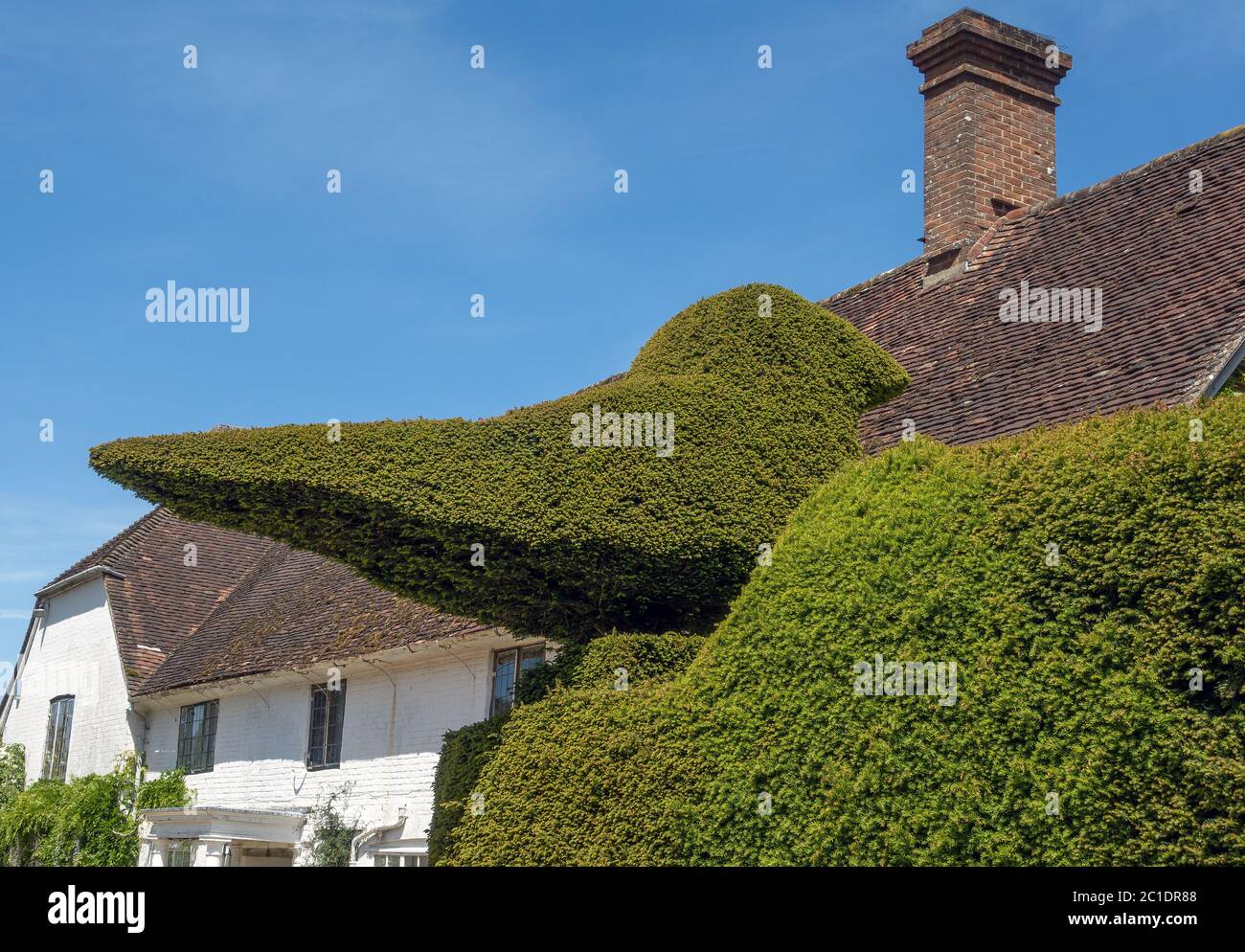 Hedgerow tagliato in forma ornamentale uccello in Inghilterra, UK Foto Stock